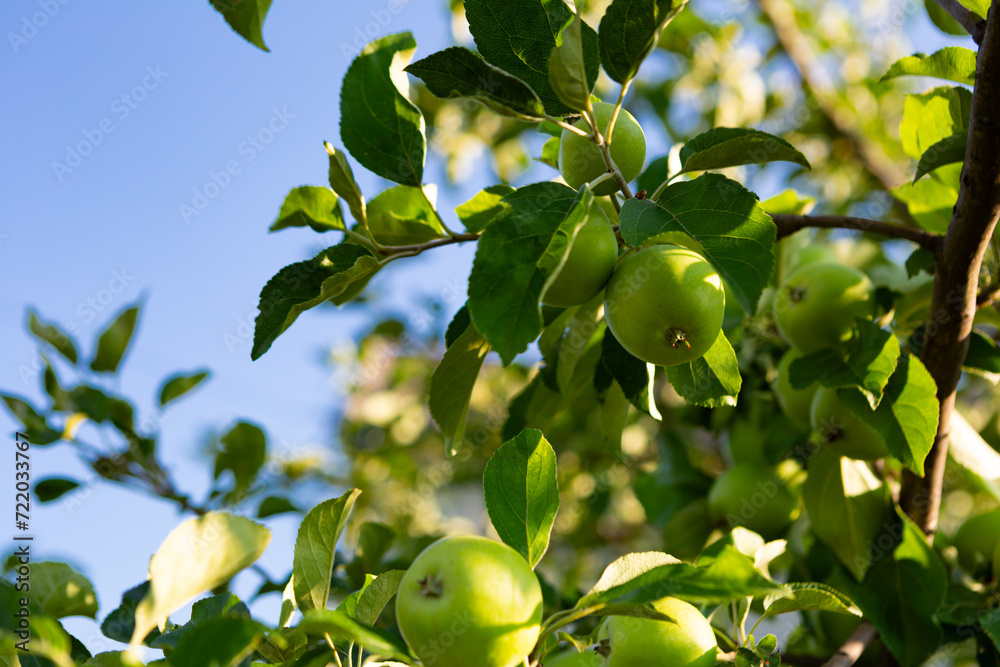 Green apples on plant growing in garden and blue sky