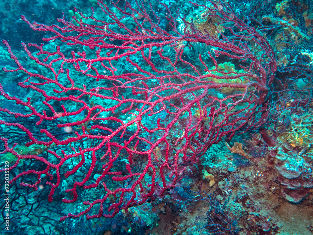 Fototapeta premium Sea fans, - 55mt