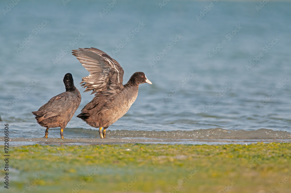 Eurasian Coot, (Fulica atra) drying its feathers by the lake. Eurasian Coot, (Fulica atra) drying its feathers by the lake.