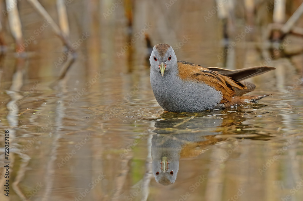 Little Crake (Porzana parva) feeding in the wetland. Little Crake (Porzana parva) feeding in the wetland.