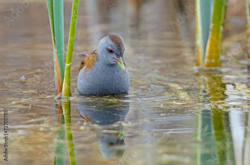 Little Crake (Porzana parva) feeding in the wetland. photo