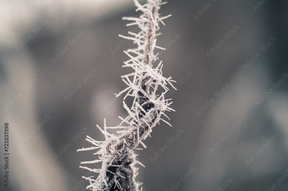 frost on branches frost on branches