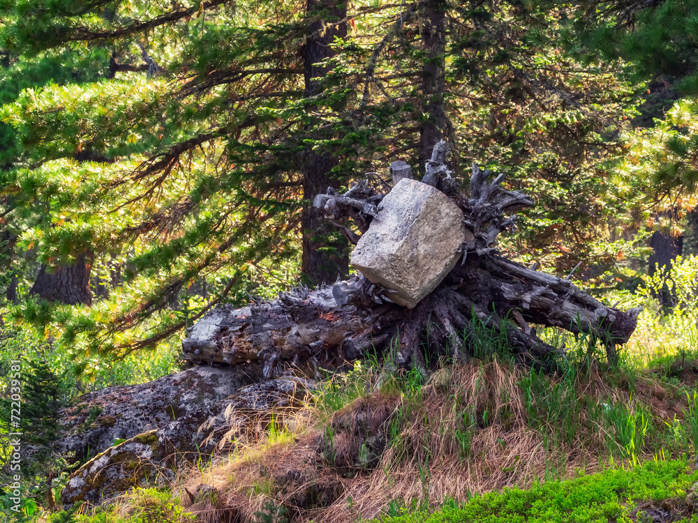 Large boulder is encircled by the roots of a fallen tree. Deep taiga. Large boulder is encircled by the roots of a fallen tree. Deep taiga.