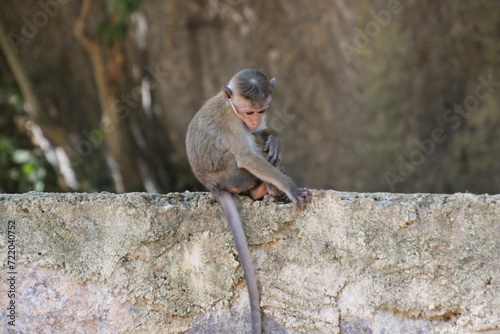Sri Lanka Monkey baby