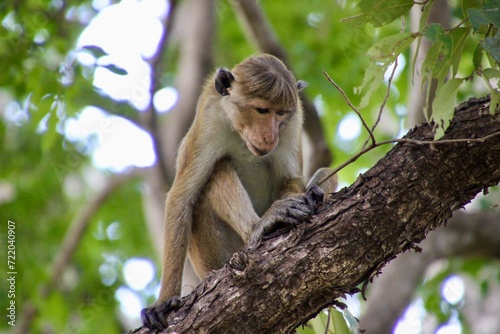 Sri Lanka Monkey with baby
