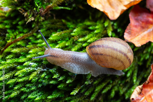 A snail with its antennae sticking out of the moss.