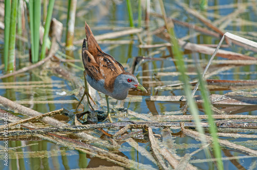 Little Crake (Porzana parva) feeding in the wetland.