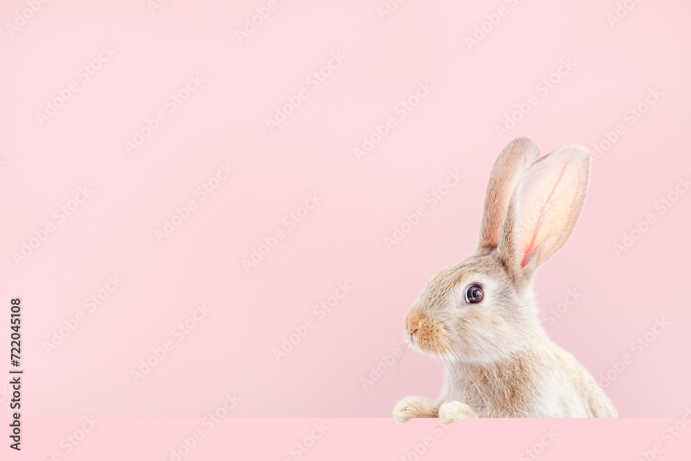 pink background with a surprised rabbit pink background with a surprised rabbit
