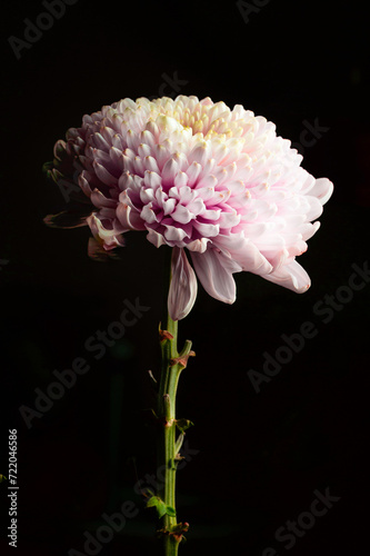 a close up of a pink and white flower on a black background