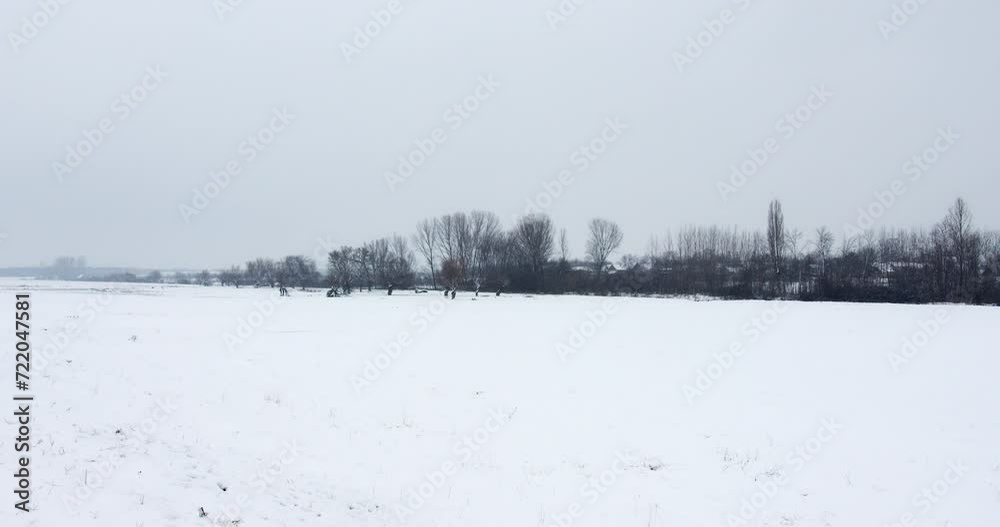 Land covered in snow with dry grass poking trough and bare trees in background Land covered in snow with dry grass poking trough and bare trees in background