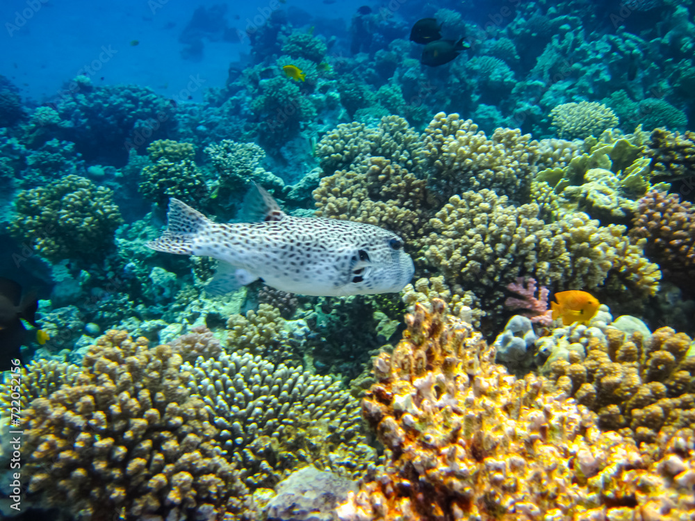 Beautiful fish in the coral reef of the Red Sea Beautiful fish in the coral reef of the Red Sea