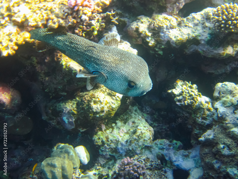 Fototapeta premium Beautiful fish in the coral reef of the Red Sea