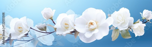 Elegant White Rose on Sky Blue  A Floral Symbol of Purity and Grace - Generative AI