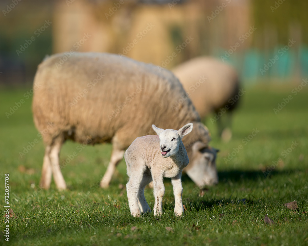 White Flemish sheep and young cute lamb on meadow White Flemish sheep and young cute lamb on meadow