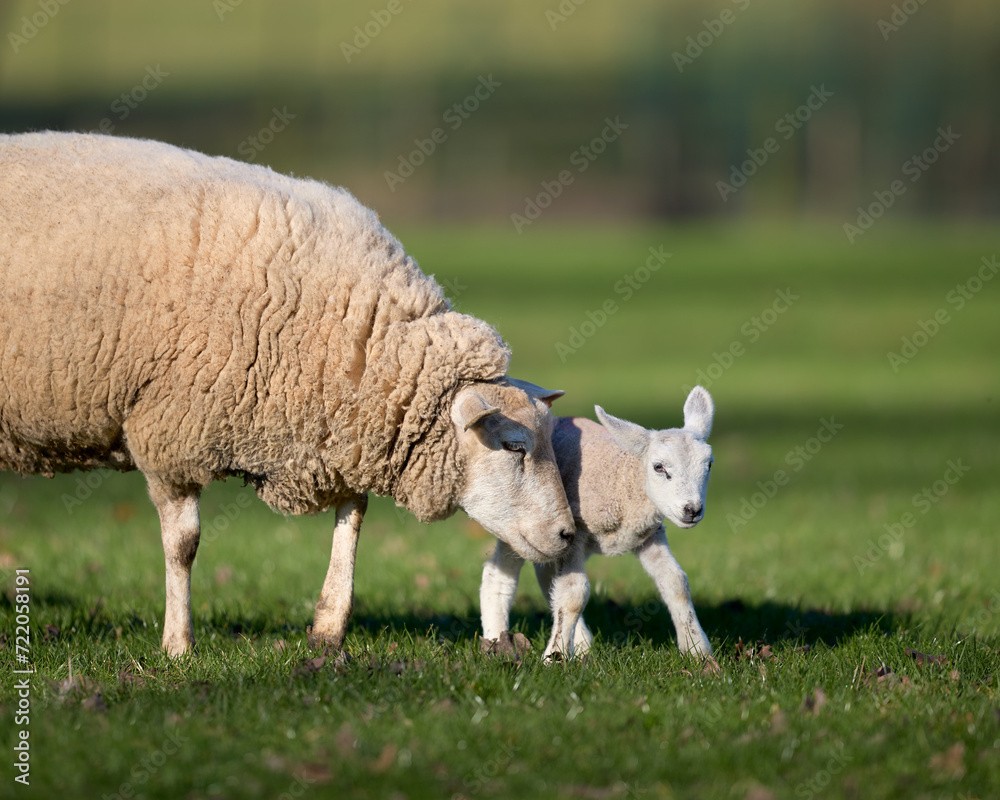 Fototapeta premium White Flemish sheep and young cute lamb on meadow