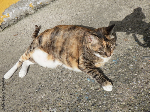 A cute cat living in Houtong cat village, a famous tourist destination in Taiwan photo