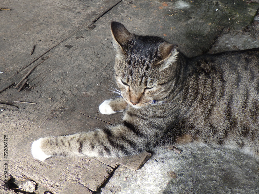 A cute cat living in Houtong cat village, a famous tourist destination in Taiwan