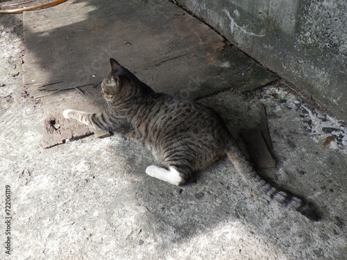 A cute cat living in Houtong cat village, a famous tourist destination in Taiwan photo