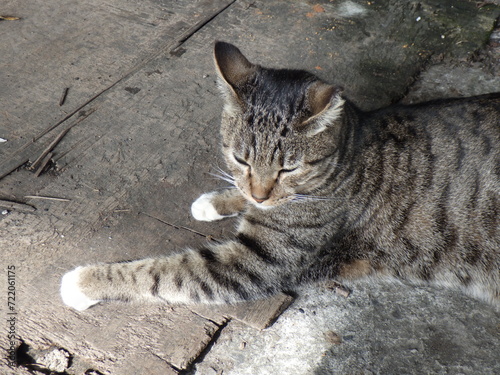 A cute cat living in Houtong cat village, a famous tourist destination in Taiwan photo