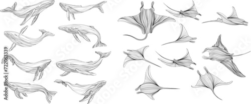 Stingray on a white background collection. Abstract illustration manta ray for your design set. Set of silhouettes of whales isolated on a white background.