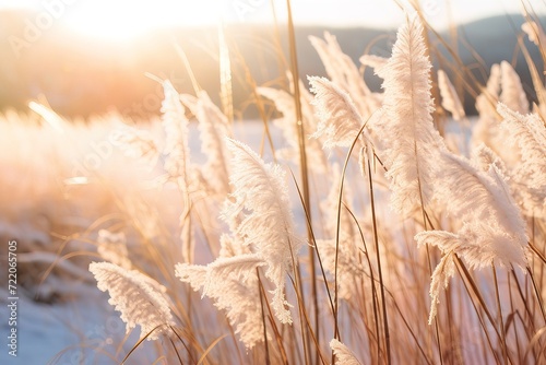 Kans grass field in the morning.