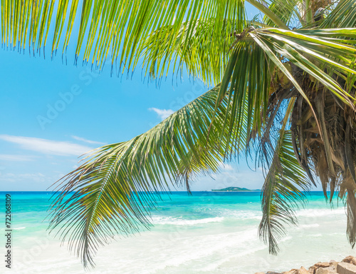 Palm and turquoise water in a tropical island