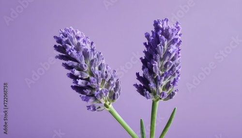 Two lavender flowers, violet background 