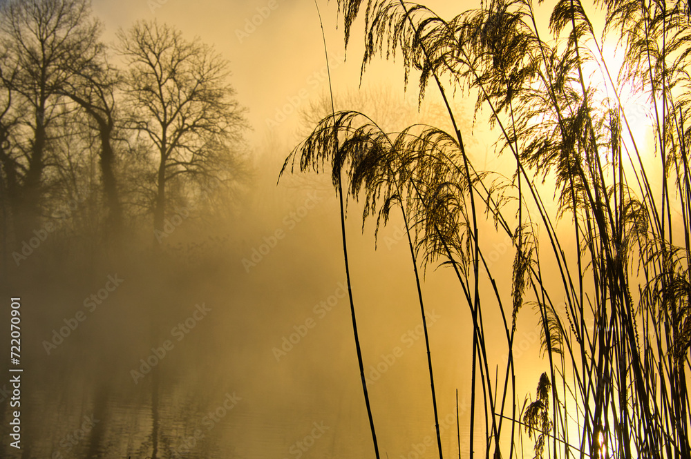 Nebeliger Morgen im Ried im Elsass Nebeliger Morgen im Ried im Elsass