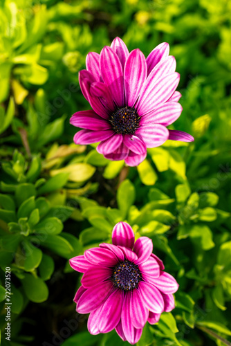 macro photographs of flowers with color and details