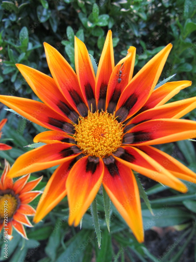 orange flower in the garden orange flower in the garden