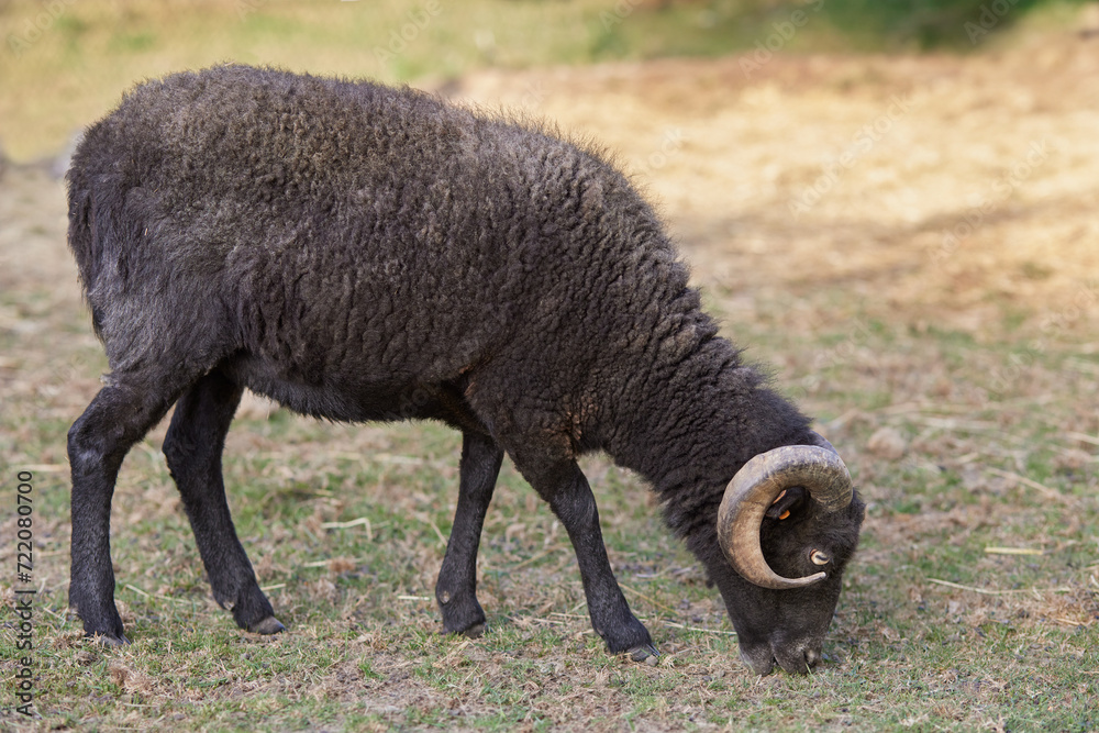 Freshly fleeced male ouessant sheep grazing on meadow Freshly fleeced male ouessant sheep grazing on meadow