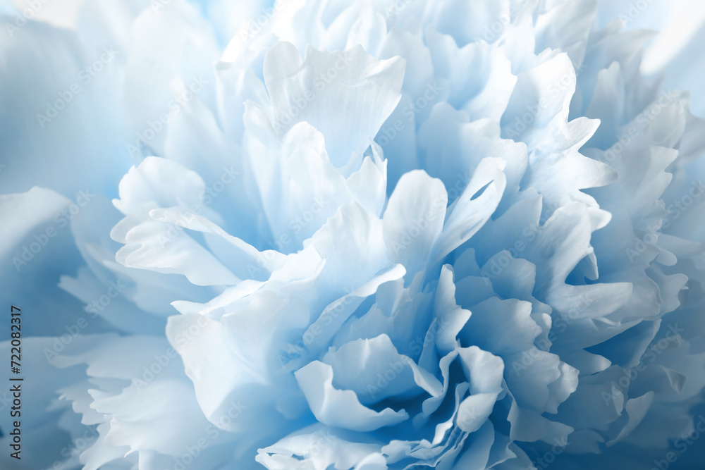 Beautiful light blue peony as background, closeup view Beautiful light blue peony as background, closeup view