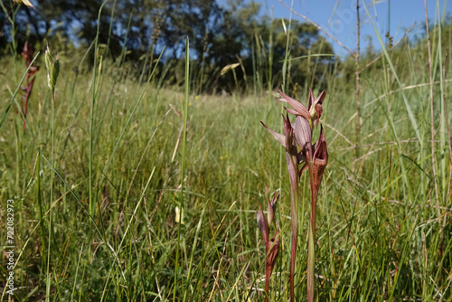 Wide-angle closeup on the red colored Long-lipped tongue orchis, Serapias vomeracea in a meadow