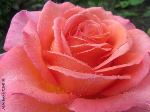 pink rose closeup