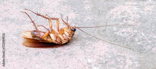 Quadro em tela Cockroach lying prone upside down after being sprayed with pesticide