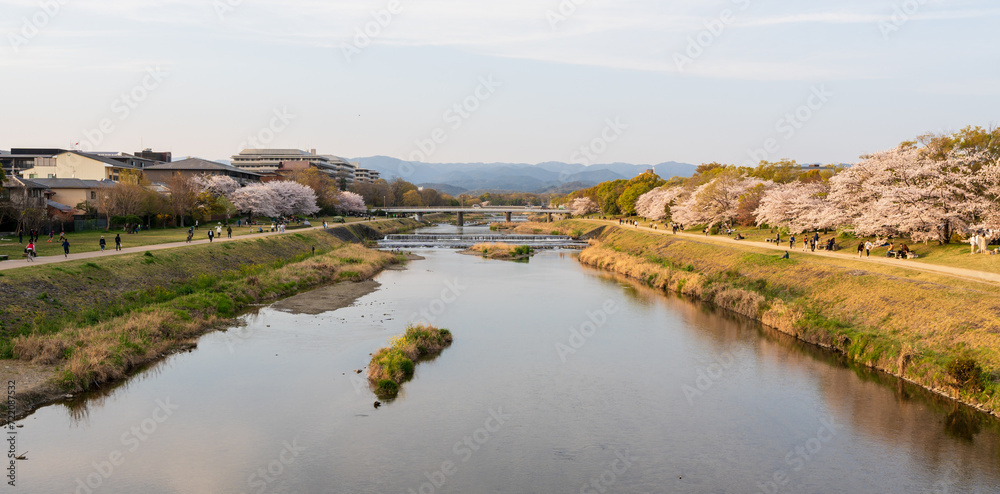 Cherry blossoms along the Kamo River (Kamogawa River). Kyoto, Japan.