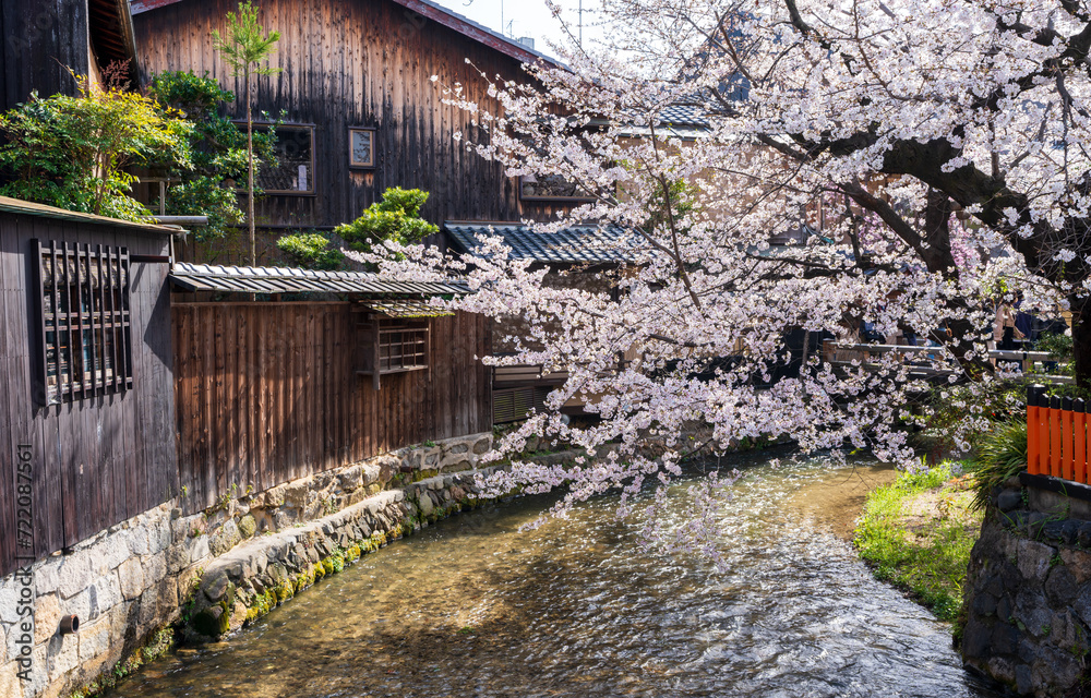 Fototapeta premium Cherry blossoms along the Gion Shirakawa River. Japanese old folk houses.