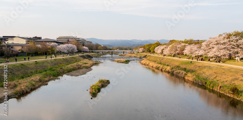 Cherry blossoms along the Kamo River (Kamogawa River). Kyoto, Japan.