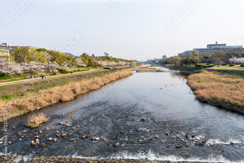 Cherry blossoms along the Kamo River  Kamogawa River . Kyoto  Japan.