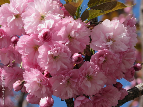 pink cherry blossom