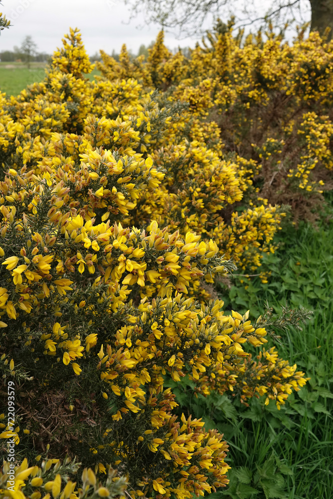 Vertical closeup on European Common gorse, Ulex europaeus, a yellow flowering shrubs of European