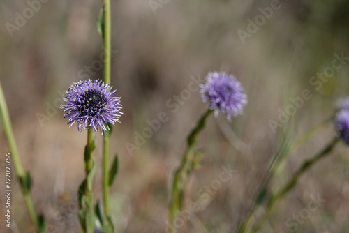Closeup on the blue flower of the Common globularia Globularia vulgaris against a brown background © Henk