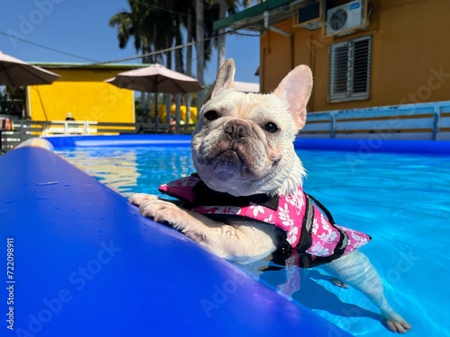 Fototapeta Naklejka Na Ścianę i Meble -  Cute French Bulldog enjoying a sunny day in the swimming pool