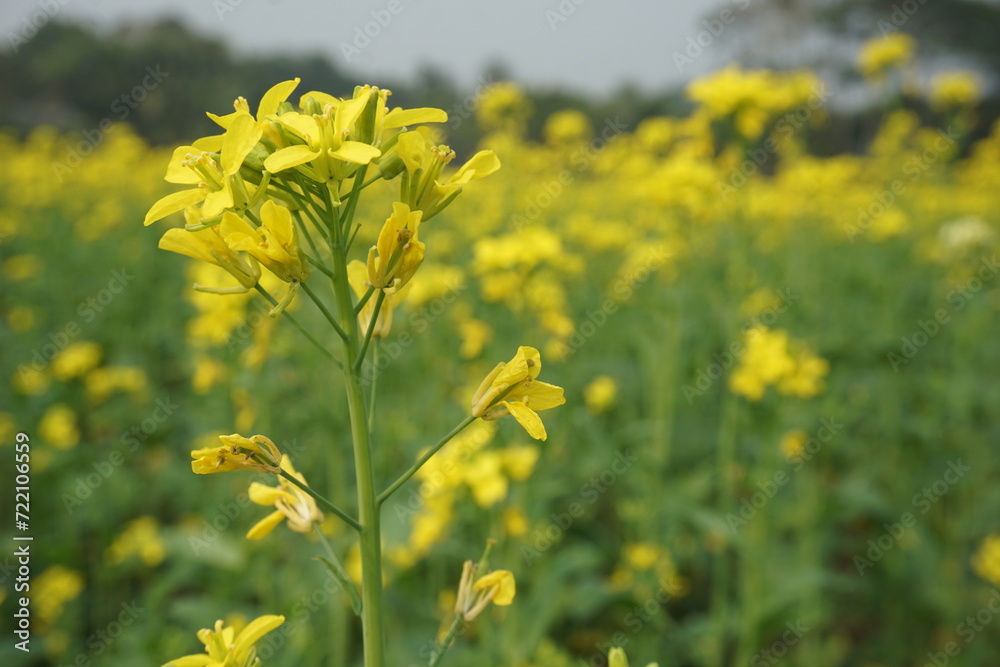 Obraz premium Bangladesh is a land of extraordinary beauty and the fields are full of yellow mustard flowers
