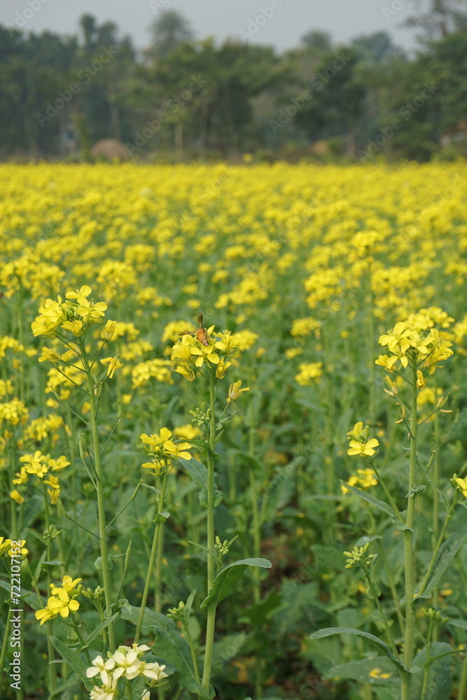 Bangladesh is a land of extraordinary beauty and the fields are full of yellow mustard flowers