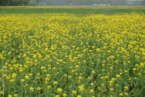 Bangladesh is a land of extraordinary beauty and the fields are full of yellow mustard flowers © Rumon