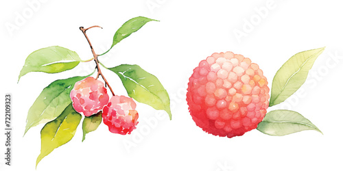 lychee fruit watercolor vector illustration