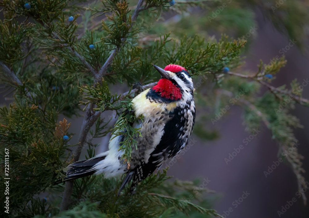 Fototapeta premium woodpecker with red head in cedar tree