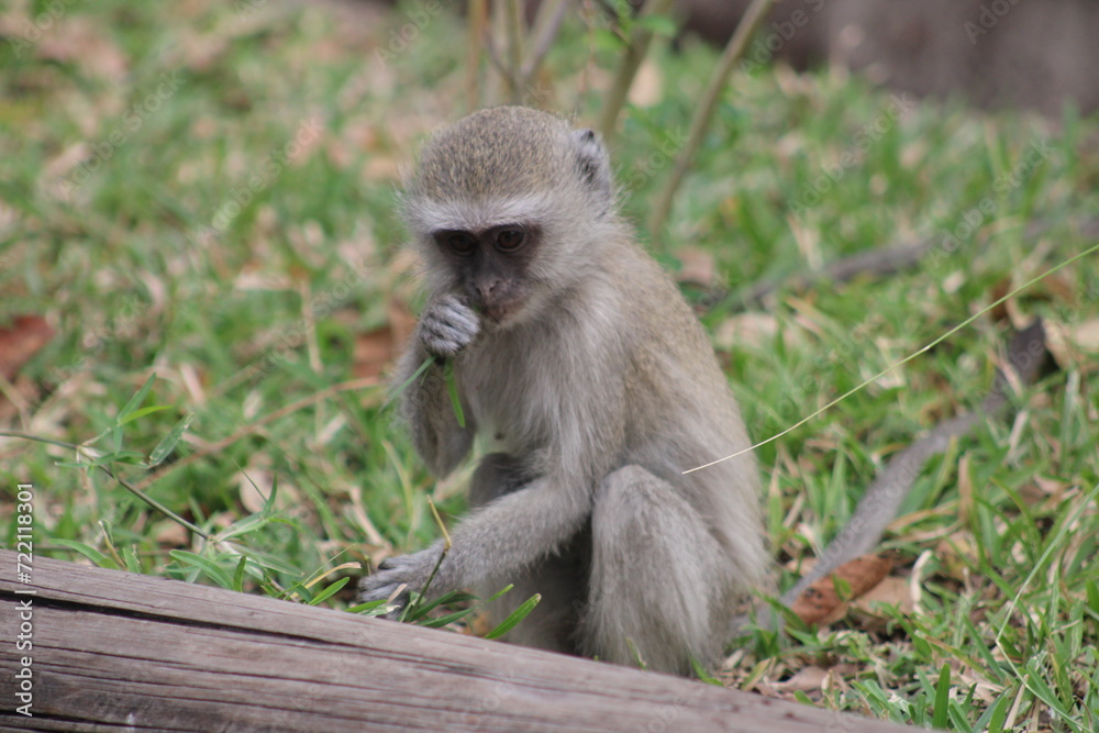 A monkey eating A monkey eating
