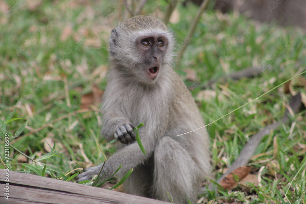 A surprised monkey
